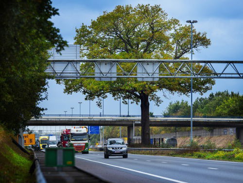 'Troeteleik' in de race voor Europese Boom van het Jaar