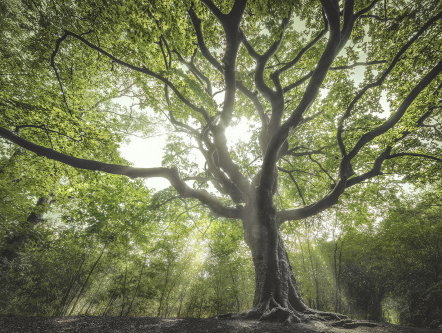 Heksenboom van Bladel in de race voor Europese boom van het jaar