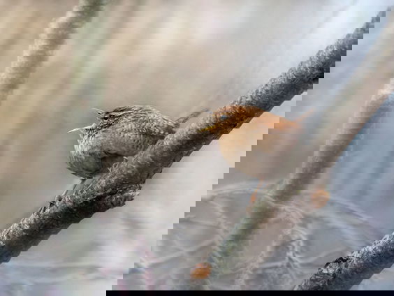 Lekkere Track: Winterkoninkje