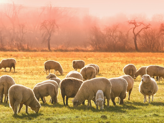 Lekkere Track: Het geschoren schaap