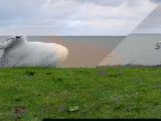 Mooi Moment: Heel veel dieren