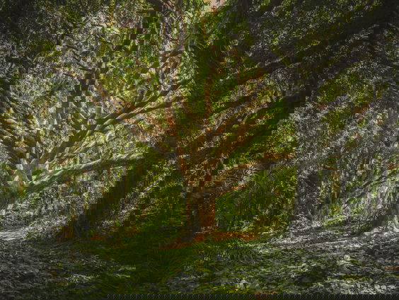 Lekkere Track: Het geheime leven van bomen