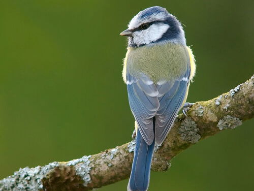 19:13u Gedicht: Parus caeruleus van Jan Kal