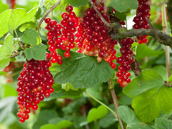 Gedicht: Ode aan de bosbesstruiken, van H.H. ter Balkt