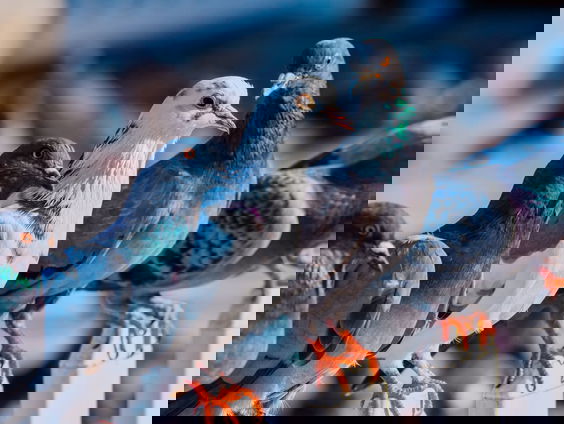 Kettingreactie 7 december 2021