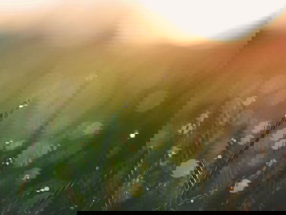 Voor De Dag Aubade #12