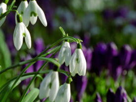 19:13u Gedicht: Lente, van Martinus Nijhoff