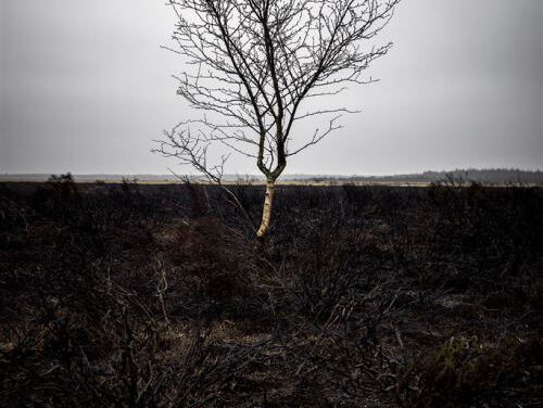 8:15 Bomen en de droogte