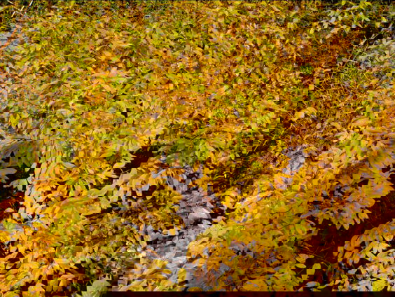 Het gesprek - Laurie Cluitmans