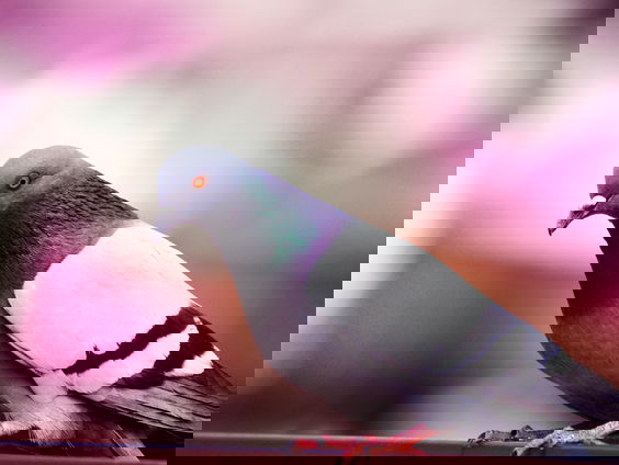 Dierendag: "Hoor ik hier een duif of een uil?"