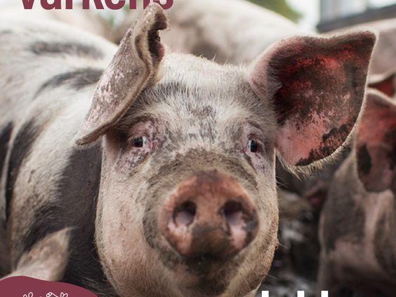 Stop de bio-industrie: "We willen niemand voorschrijven wat ze moeten doen"