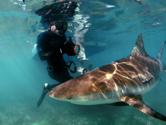 What's up met de "cocaïnehaaien" in Florida?
