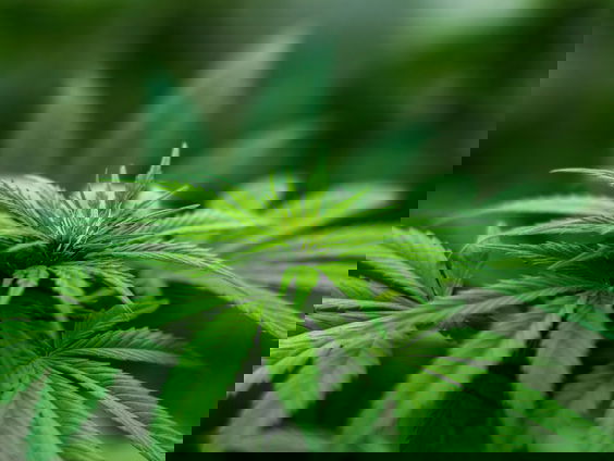 Hoe is het om te werken in een coffeeshop? Reporter Gabriella zocht het voor je uit!