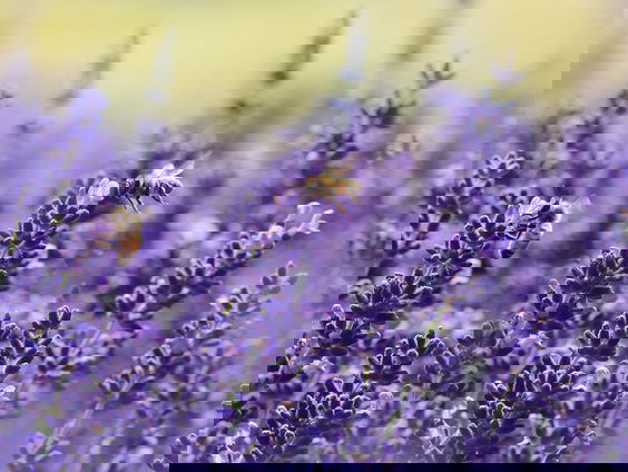 NPO-collega Stefan Stasse, die zich als zaad-ambassadeur hard maakt voor de bijenpopulatie