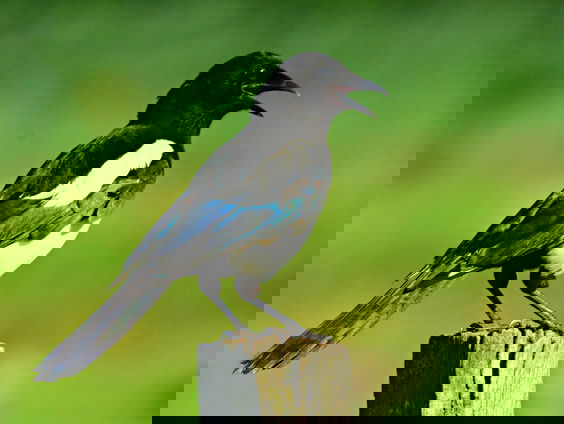 Eksters houden van Bling Bling en andere lariekoek met Koen Moons