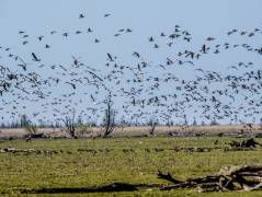 In hoeverre kan Nederland de natuur zijn gang laten gaan?