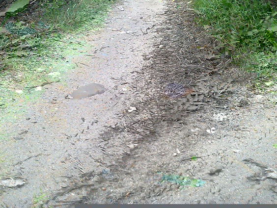 Mountainbiken wordt wintersport op Sallandse Heuvelrug