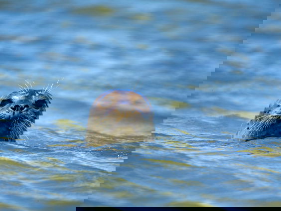 Spoedcursus omgaan met stranddieren