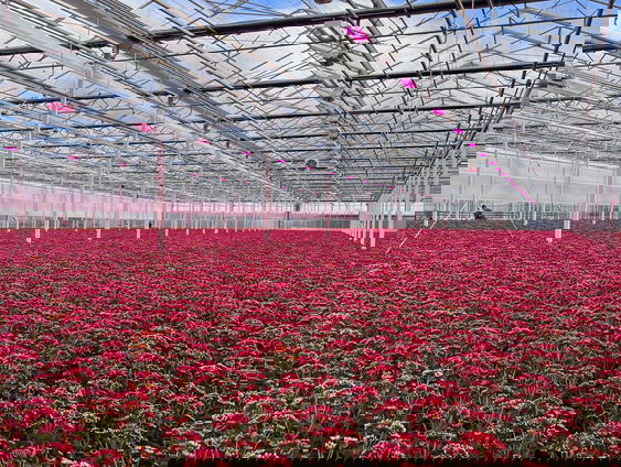 Mai Verbij bij chrysantenkweker Aad Verduin