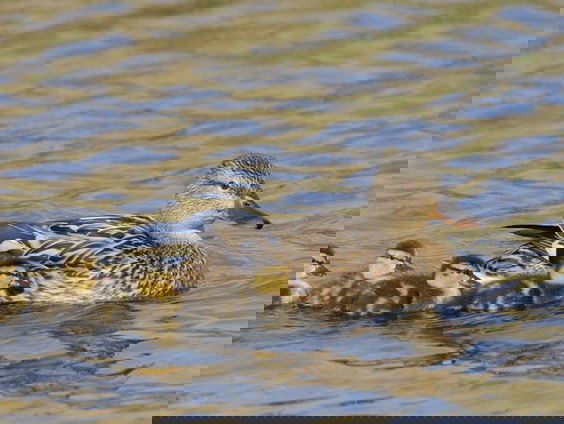 Plezierjacht blijft toegestaan