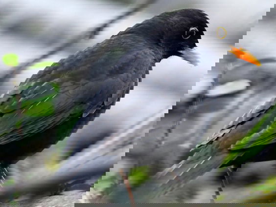 De merel is bezig aan een comeback