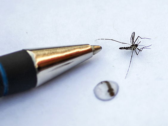 Muggen in de winter?