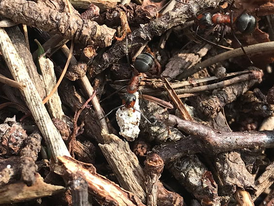 Waarom zeult de rode bosmier met kleverige hars?