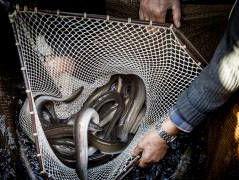 Alles over de paling in Het Grote Palingboek