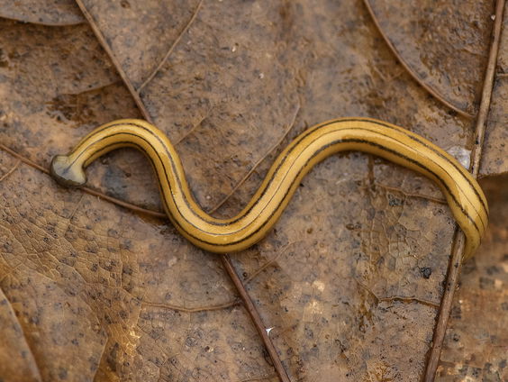 Meerlijnige hamerhoofdplatworm ontdekt