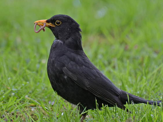 Fenolijn 15 januari 2023