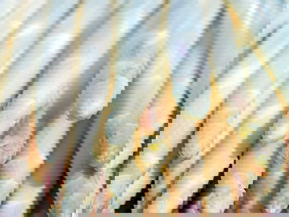 Het aspergeseizoen is weer van start!