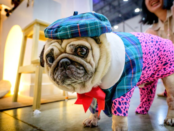 Kelly Kessen: 'Mopshonden lijden gigantisch'