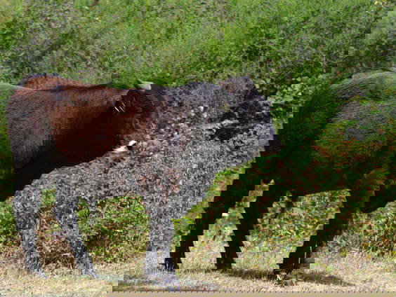 Leer de taal van de tauros