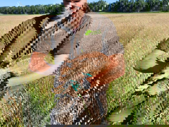 Boswachter redt in een week 20 jonge reeën van de dood met een drone