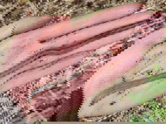 Eerste Nederlandse Wormentelling