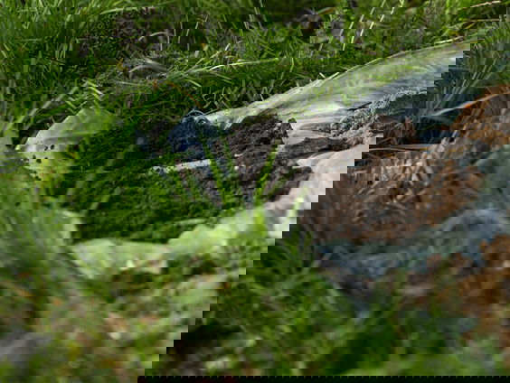 Onderbroek begraven om de kwaliteit van bodemleven vast te stellen