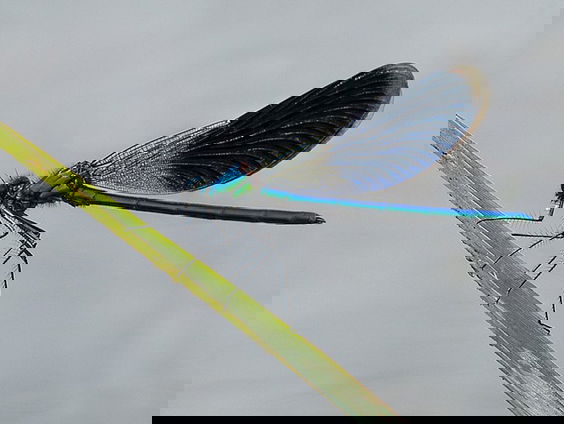 Fenolijn 29 mei 2022