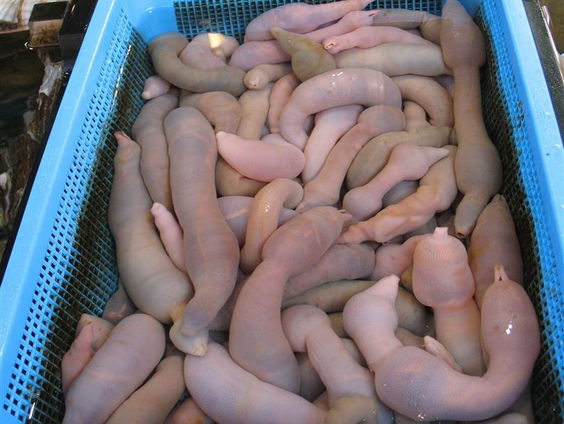 De aangespoelde penisvis in Argentinië