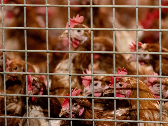 Grootste vogelgriepuitbraak in Europa ooit