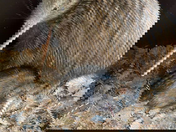 Kiwi geboren in Avifauna!