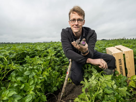 Hoe oer-Hollands is de aardappel?