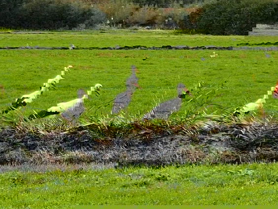 Fenolijn 18 september 2022