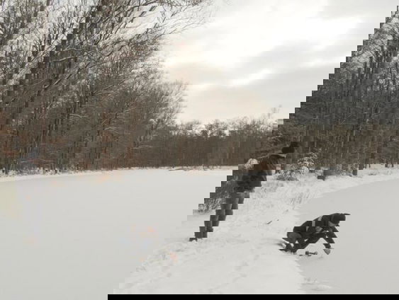 IJswee: Drenten verlangen zo naar natuurijs dat het pijn doet