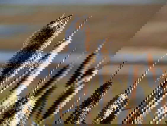 Eerste Friese boeren durven lisdoddeteelt aan