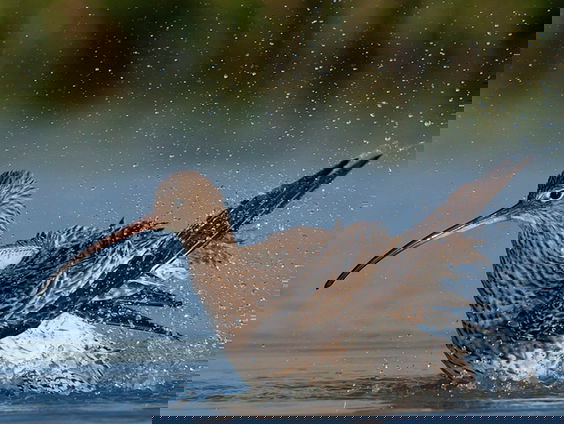 Fenolijn 29 januari 2023