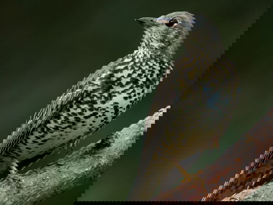 Grote lijster klink melancholiek | Vogelzangcursus