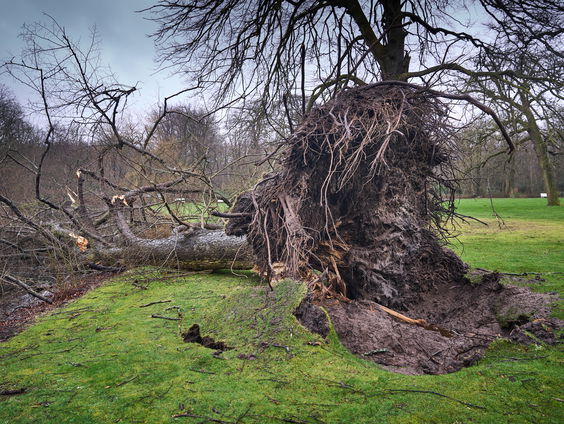 Hoe hebben de Alkmaarders de storm beleefd?