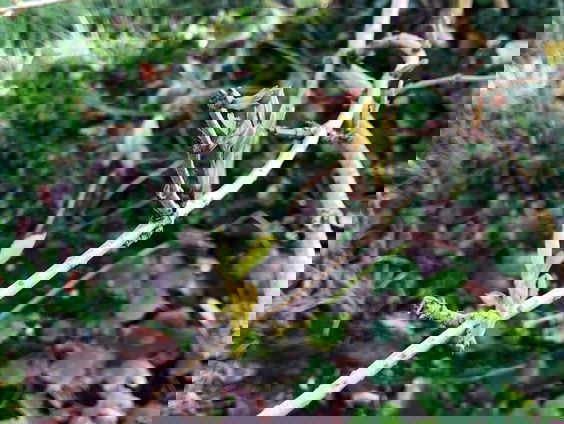 Hoe herken je bomen in de winter?