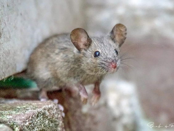 Verzameldrang van muizen