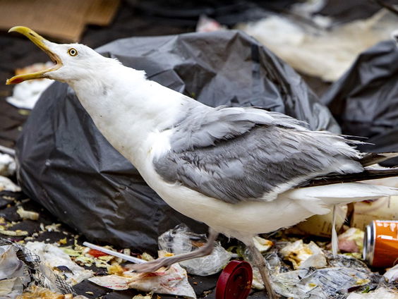 Meeuwen veroorzaken overlast, is daar wat tegen te doen?